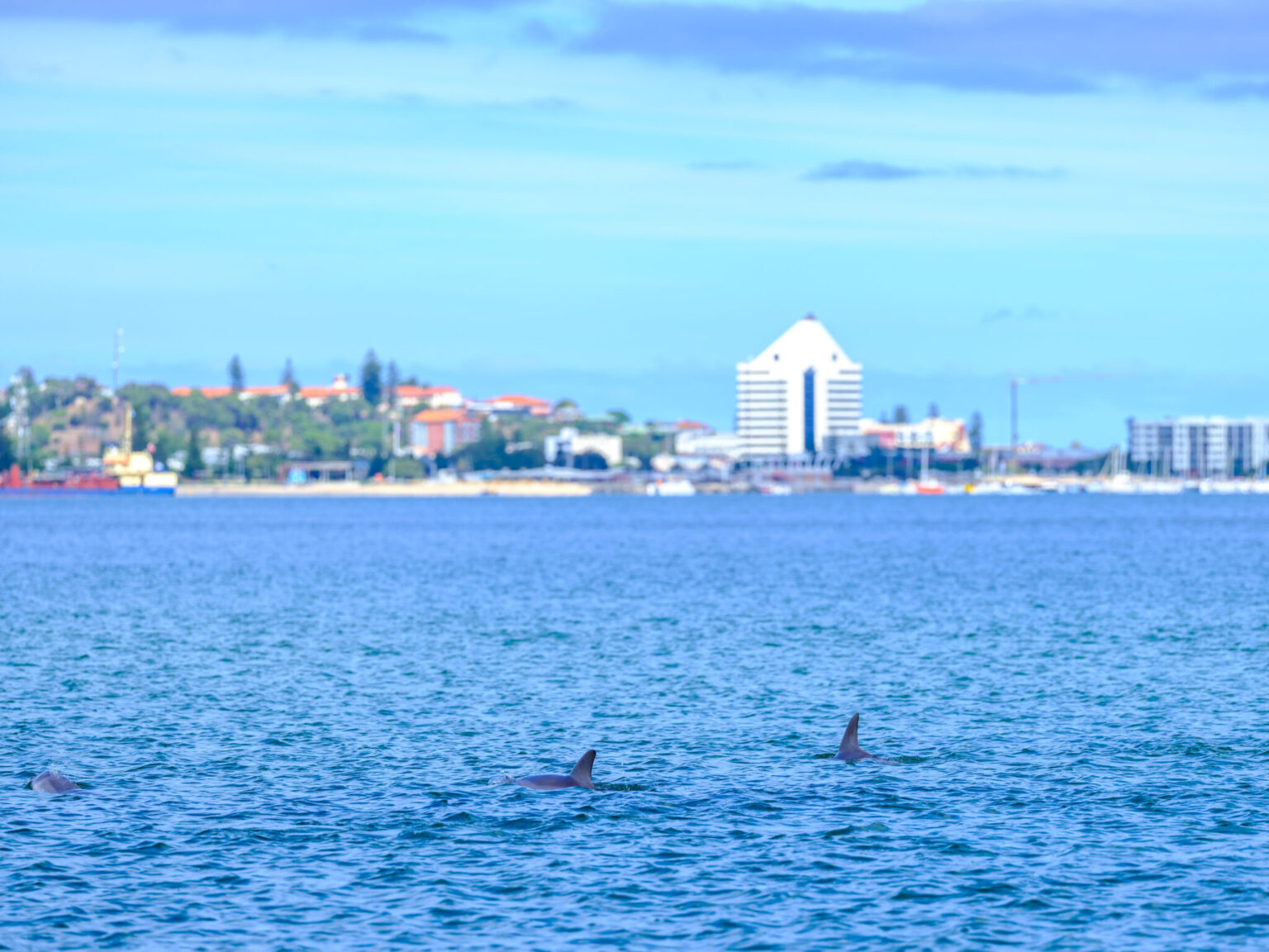 Dolphins swimming near Koombana Bay